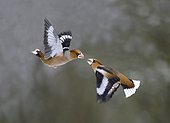 Fight between Hawfinches (Coccothraustes coccothraustes) male and female, 19 January 2016, Northern Vosges Regional Nature Park, declared a World Biosphere Reserve by UNESCO, France