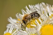 Plasterer Bee (Colletes similis) female on annual fleabane (Erigeron annuus) 19 June 2015 Northern Vosges Regional Nature Park, France ranked World Biosphere Reserve by UNESCO, France