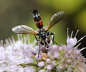 Tachinid Fly (Cylindromyia auripes) on Mint, 2015 August 02, Northern Vosges Regional Nature Park, declared a World Biosphere Reserve by UNESCO, France