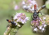 Tachinid Flies (Cylindromyia pusilla) and (Cylindromyia bicolor) on mint, September 09 2015, the Northern Vosges Regional Park, declared a World Biosphere Reserve by UNESCO, France