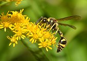 Potter Wasp (Eumenes pedunculatus) female on goldenrod, 2015 August 20, Northern Vosges Regional Nature Park, France, ranked World Biosphere Reserve by UNESCO, France