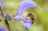 Gold-fringed Mason Bee (Osmia aurulenta) female on Sage (Salvia pratensis), 2015 May 23, Northern Vosges Regional Nature Park, France, ranked World Biosphere Reserve by UNESCO, France