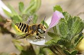 Mason Bee (Osmia pilidens) female on Common Restharrow (Ononis repens), 2015 08 08, Northern Vosges Regional Nature Park, France, ranked World Biosphere Reserve by UNESCO, France