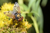 Tachinid fly (Phasia hemiptera) on Canada goldenrod, 2015 September 03, Northern Vosges Regional Nature Park, declared a World Biosphere Reserve by UNESCO, France