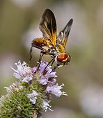 Tachinid fly (Phasia hemiptera), 2015 September 09, Northern Vosges Regional Nature Park, declared a World Biosphere Reserve by UNESCO, France