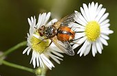 Tachinid Fly (Tachina fera) on annual fleabane (Erigeron anuus), 10 September 2015, Northern Vosges Regional Nature Park, declared a World Biosphere Reserve by UNESCO, France