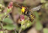 Asian hornet (Vespa velutina) foraging Figwort, 2015 July 16, Brittany, France