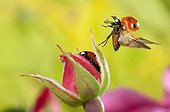 Coccinelle à sept points s'envolant d'un bouton de rose, France