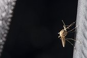 Moustique femelle sur une voiture, Lorraine, France