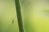 Moustique aux longues antennes sur une tige, Lorraine, France