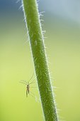 Moustique aux longues antennes sur une tige, Lorraine, France