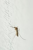 Moustique sur le mur d'une maison, Lorraine, France