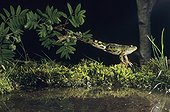 Grenouille verte sautant au dessus l'eau, France