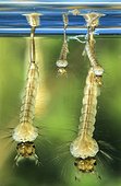 Larves aquatiques de moustique sous la surface, France