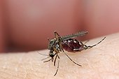 Moustique femelle piquant une peau humaine, France