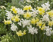 Narcissus Thalia, Narcissus Stint