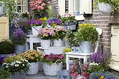 Annuals and perennials on pots, mix