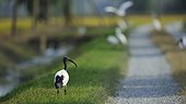 African Sacred Ibis on grass