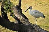 Black-headed Ibis on a branch, Bharatpur, India
