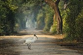 Black-headed Ibis on track in forêt, Bharatpur, India