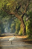 Black-headed Ibis on track in forêt, Bharatpur, India