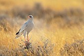 Pale Chanting Goshawk in savanna, Etosha, Namibia