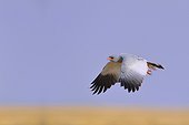 Pale Chanting Goshawk in flight, Etosha, Namibia