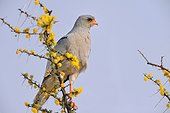 Pale Chanting Goshawk on Acacia in bloom, Etosha, Namibia