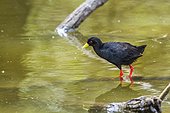 Black Crake (Zapornia flavirostra) in Kruger National park, South Africa