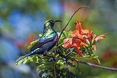 Mariqua Sunbird (Cinnyris mariquensis) in Kruger National park, South Africa