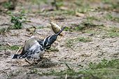 Pied kingfisher (Ceryle rudis) in Kruger National park, South Africa