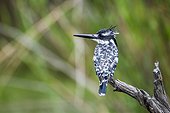 Pied kingfisher (Ceryle rudis) in Kruger National park, South Africa