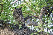 Spotted eagle Owl (Bubo africanus)in Kruger National park, South Africa