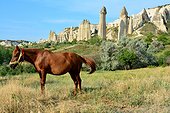 Turkey. Cappadocia. Near Goreme, horse in the Love Valley, named after the phalllic shape of its fairychimneys.