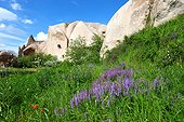 Turkey. Cappadocia. Uchisar. Flowers in the Pigeons Valley, named after the numerous troglodyte dovecots made on its fairychimneys.