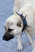 Turkey. Cappadocia. Dog with a collar to protect it against wolf.