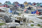 Denmark. Greenland. West coast. Sled dogs in the village of Aasiaat.