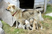 Denmark. Greenland. West coast. The village of Aasiaat. Female dog sled with its cubs.