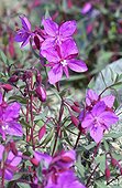 Denmark. Greenland. West coast. The Fireweed is the emblem of Greenland. it is blooming in july and august.
