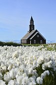 Denmark. Greenland. West coast. The church of Ilulissat in a cottongrass field.