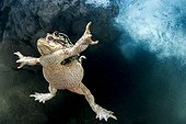 Common toads mating underwater, Lez river, Hérault, France Honorary mention Oasis 2017