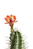 Cactus flower on white background
