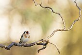 Goldfinch on branch of willow in winter, France