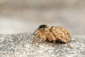 Jumping spider female on a stone wall, France