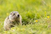 Young Alpine marmot to the burrow entrance in summer, Alps, France