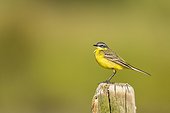 Ashy-headed Wagtail on pole in spring, France