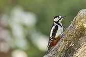 Great Spotted Woodpecker on tree trunk in spring, France