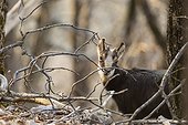 Young Alpine Chamois in winter, Jura Swiss