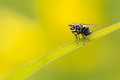 Fly on blade of grass in the spring, France