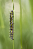 Scarlet Tiger moth caterpillar on stem in spring, France